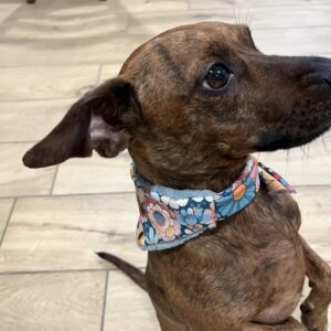 Bandana canin floral