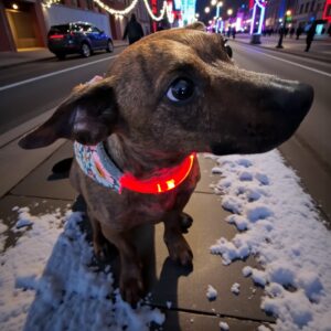 Collier Noël avec lumière multicolore pour chien