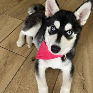 Ensemble laisse + bandana pour chien – Fait main – Velours côtelé rose